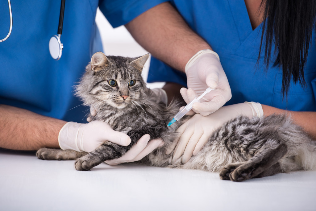 cat getting an injection